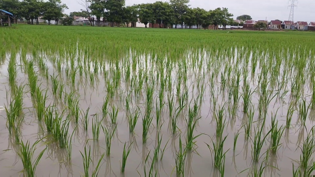 Realisasi Tanam Padi di Sumbawa Capai 48 Persen