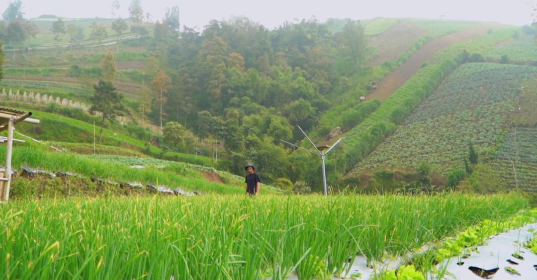 MBG Bantu Stabilkan Harga Sayur di Boyolali