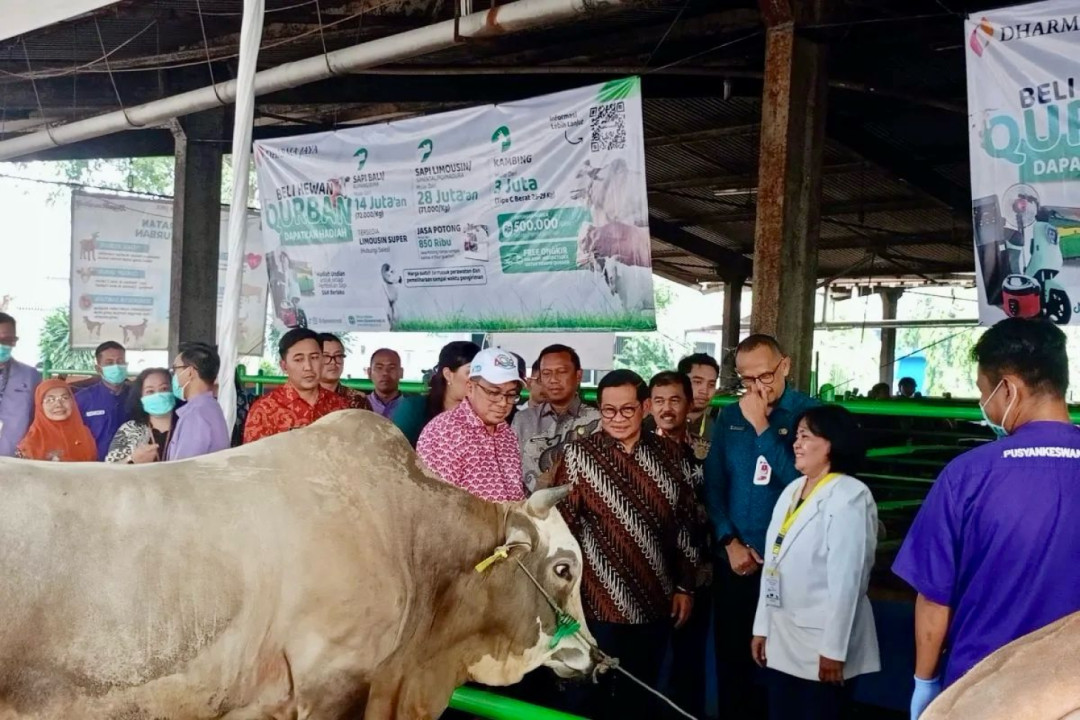 Pramono Salurkan Sapi 1 Ton untuk Warga Padat di Tambora Jelang Idul Adha 1446 H