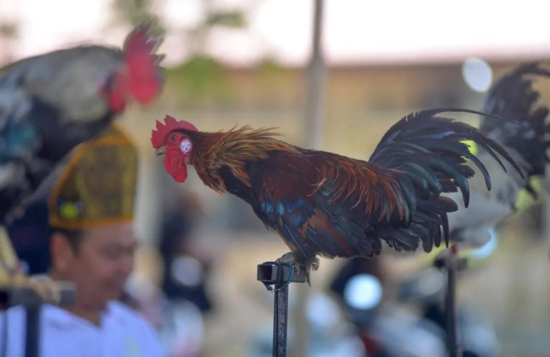Lestarikan Ayam Kukuak Balenggek, Hewan Endemik Sumbar