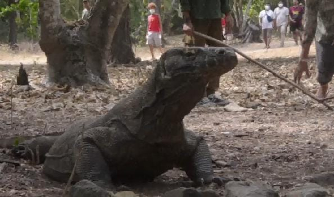 Kebakaran Savana, 1.376 Satwa Komodo di Pulau Rinca Aman