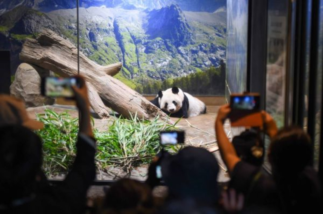 Pengunjung Ucapkan Selamat Tinggal kepada Panda Raksasa Shin Shin dan Ri Ri di Kebun Binatang Ueno