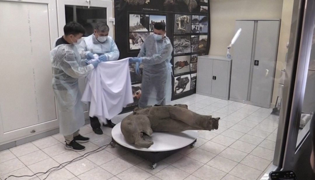 Tubuh Mammoth Berusia Lebih Dari 50 Ribu Tahun Ditemukan di Lapisan Es Siberia