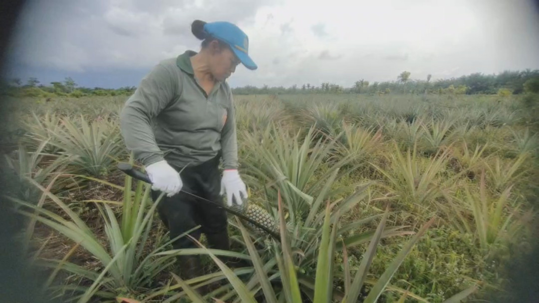 Tak Ada Lagi Hama Babi Hutan, Petani Nanas Panen 1.000 Buah per Bulan