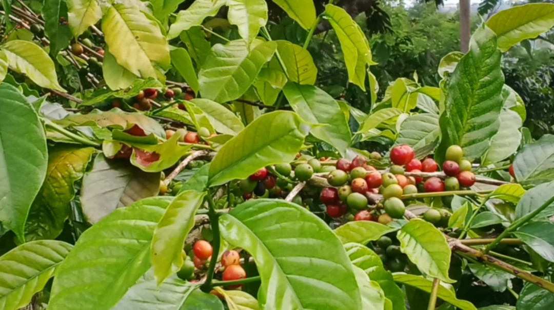 Kemenkop Dorong Pembentukan Koperasi Kopi di Bali