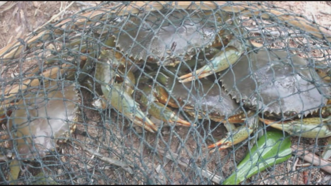 Musim Berburu Kepiting Bakau di Desa Simbur Naik