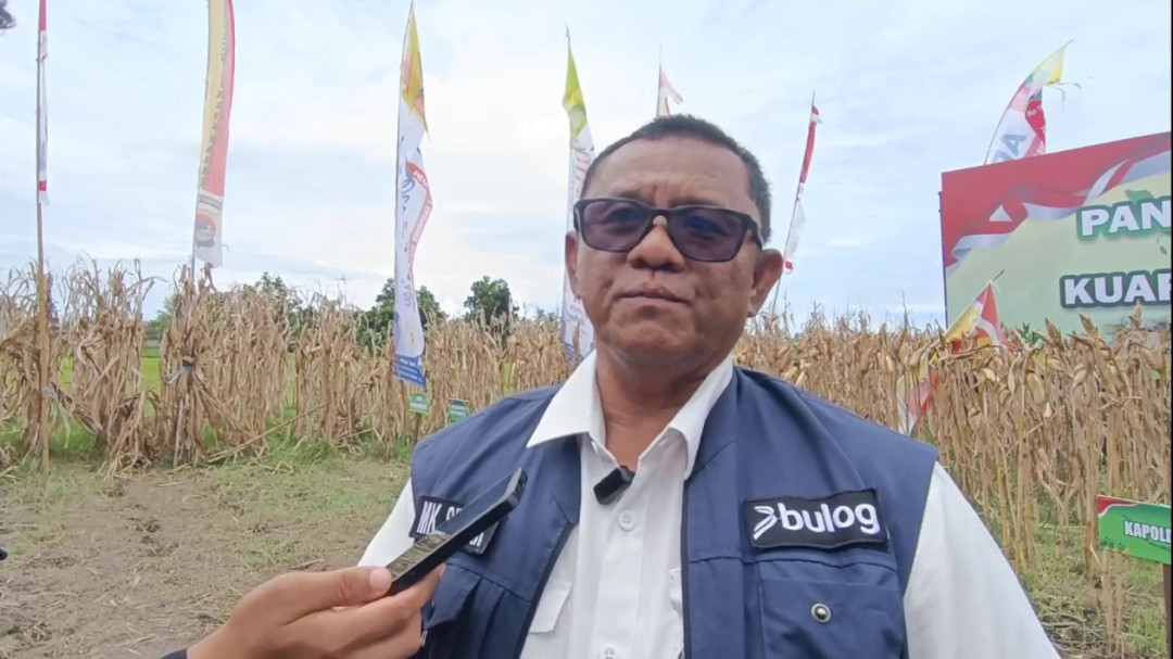 Serapan Jagung 2026 Belum Ditentukan, Bulog NTB Pastikan Kesiapan