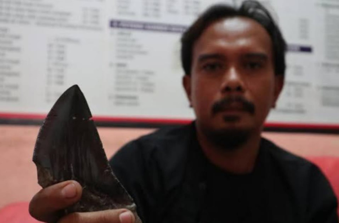 Diduga Fosil Gigi Hiu Megalodon Ditemukan di Majalengka