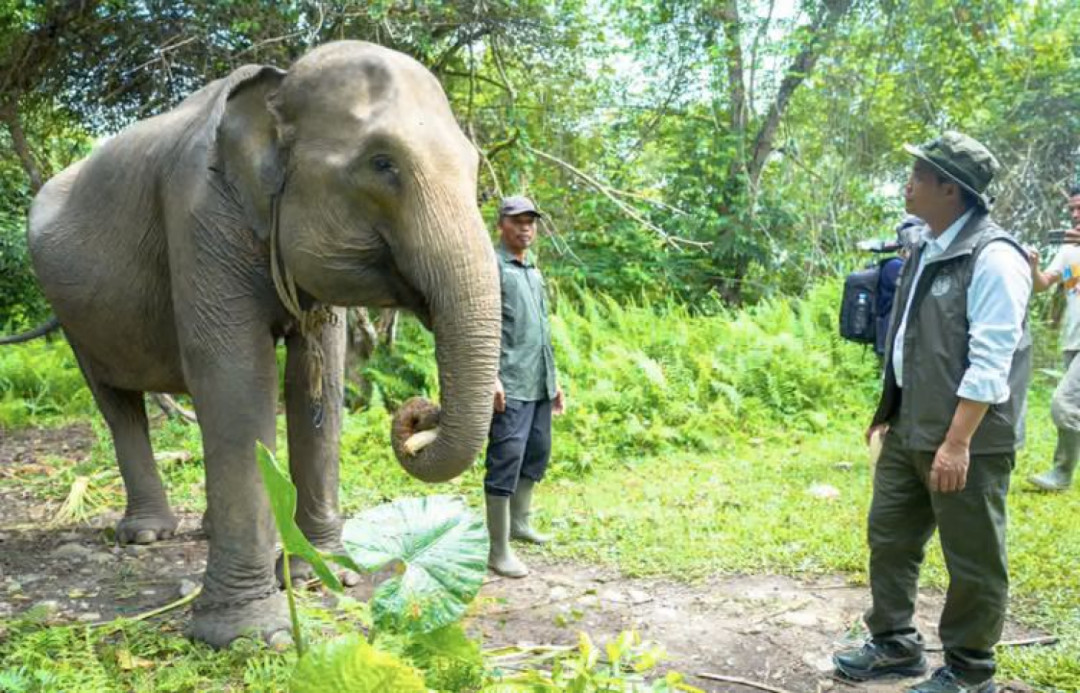 Kemenhut Bangun Koridor Gajah di Bentang Seblat Bengkulu