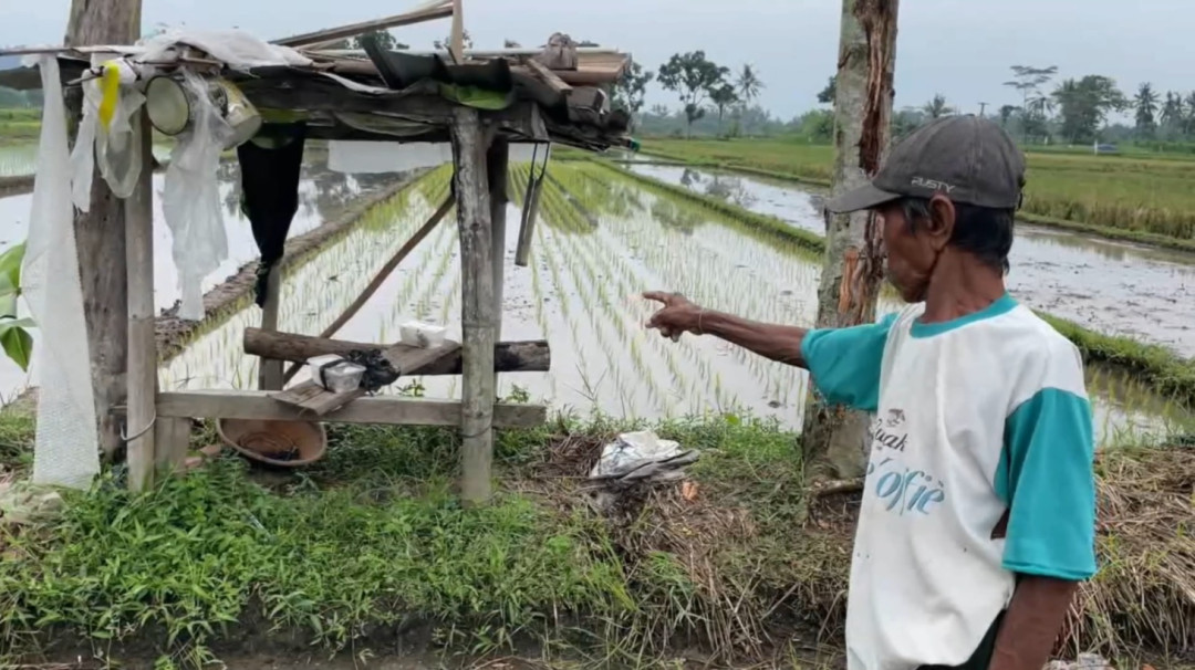 Tersambar Petir Saat Berteduh, Dua Petani di Sleman Meninggal