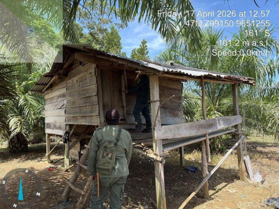 Perambah Hutan Seblat Ditangkap, Sawit Ilegal Dibongkar