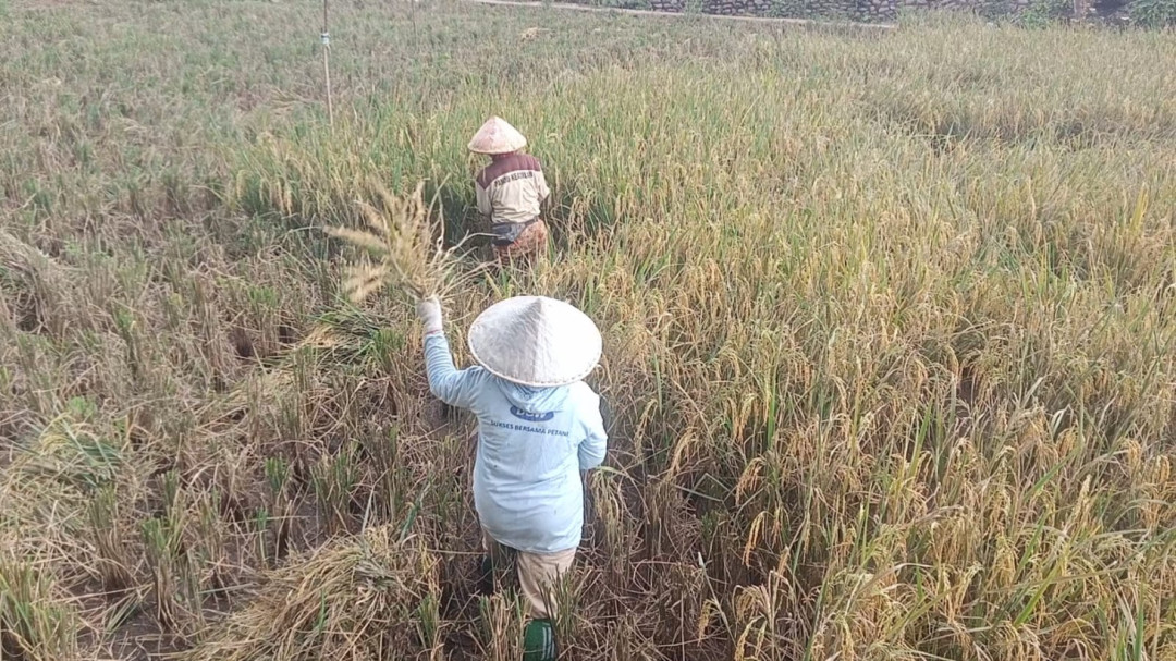 Padi Roboh Akibat Angin Kencang, Petani Terpaksa Panen Lebih Cepat