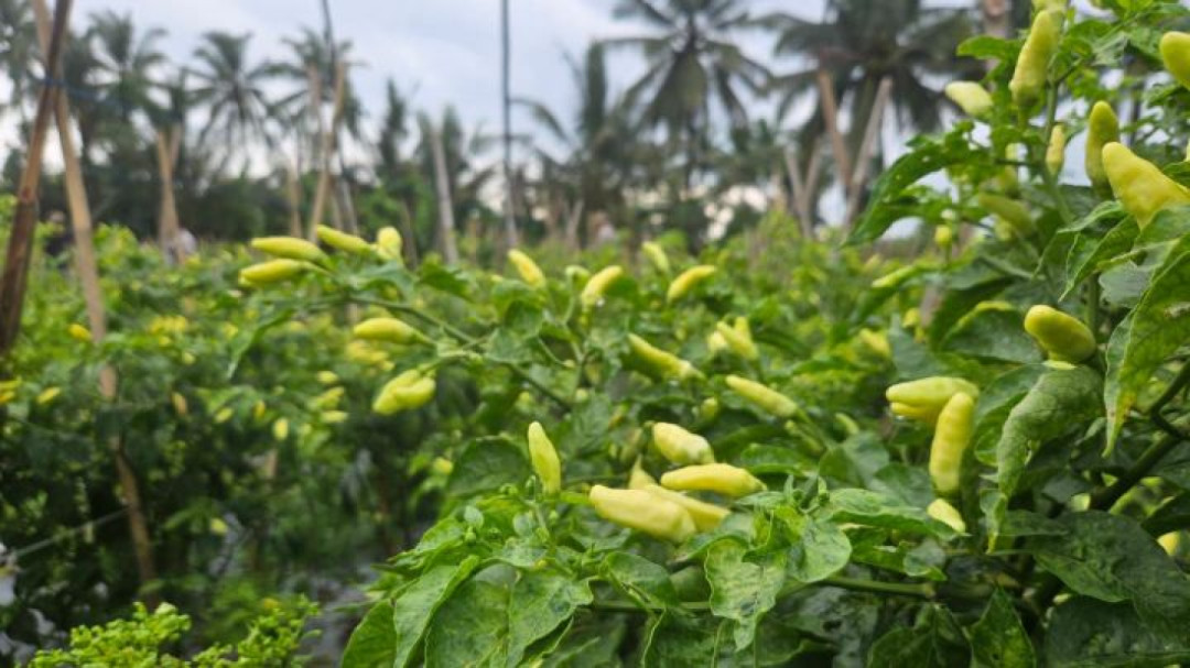 Kementan Pastikan Pasokan Cabai Jabar Surplus Jelang Ramadhan dan Idul Fitri 1447 H