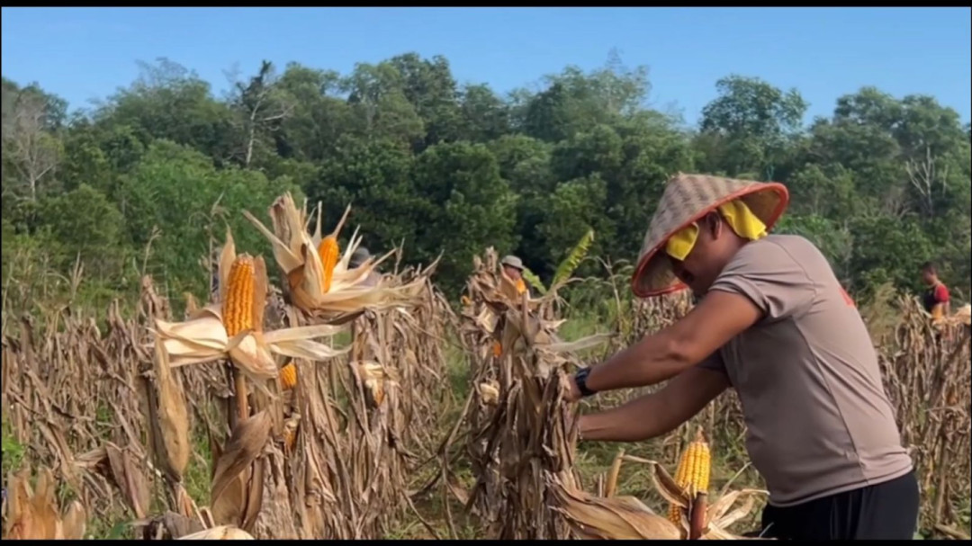 Polda Babel Terapkan Strategi 'Satu Desa Satu Hektare' 