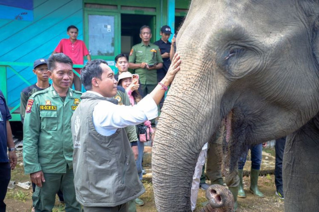 Menhut Prioritaskan Pembangunan Koridor Gajah di Sumatera