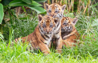 Kabar Gembira, Tiga Anak Harimau Sumatra Lahir di Sanctuary Barumun Sumut