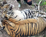 Menyedihkan! 2 Harimau Sumatera di Aceh Tewas Terkena Jerat di Kawasan Lahan Sawit