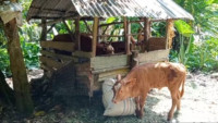 Ratusan Ternak di Nagari Koto Dalam Mati Karena Terpapar PMK