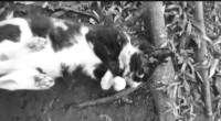 Brigjen TNI NA Akan Jadi Tersangka Penembakan Kucing Liar di Bandung