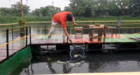 Diduga Tercemar Limbah Pabrik, Ribuan Ikan Mati di Setu Citongtut