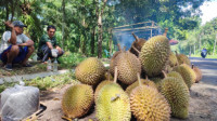 Puncak Musim Durian Kabupaten Seluma, Buah Melimpah