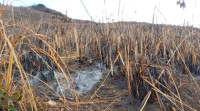 20 Hektar Lahan Hangus Terbakar di Rao Utara Pasaman