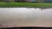 Puluhan Hektar Sawah di Kabuapten OKI Terendam Banjir