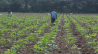 Petani Lampung Tengah Keluhkan Keterbatasan Pupuk Subsidi