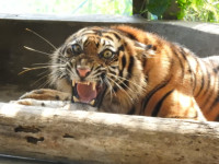 Harimau Sumatra Berhasil Diselamatkan BKSDA Sumbar dari Konflik dengan Manusia