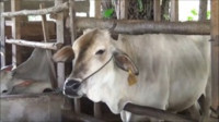 Antisipasi PMK, Solok Selatan Tunda Pengadaan Peningkatan Populasi Hewan Ternak