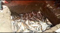 3 Ton Ikan Larangan DI Objek Wisata Lubuak Landua Mati