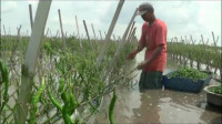 Banjir di Tulang Bawang Meluas, Ribuan Hektar Lahan Pertanian Warga Terendam