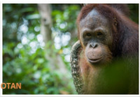 Selesai Jalani Rehabilitasi, 5 Individu Orangutan Akhirnya Dilepasliarkan