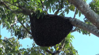 Dinilai Membahayakan Siswa, Sarang Lebah di Sekolah Dievakuasi 