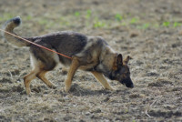 Cianjur Berduka, Polda Jabar Kerahkan Anjing Pelacak Cari Korban Gempa