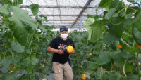 Pemuda Milenial Tasikmalaya Sukses  Bertani Melon