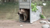 Dua Harimau Sumatra Kembali ke Habitat di Kerinci Seblat