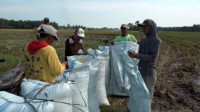 Akibat Pupuk Subsidi Langka, Petani di Lampung Keluhkan Kerugian dan Produksi Padi Turun