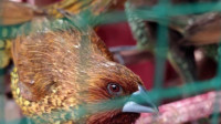 Semarak Tahun Baru Imlek 2022, Penjual Burung Pipit Ketiban Rezeki 