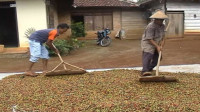 Pemprov Lampung Bina 150 Petani Kopi Milenial