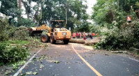 Pemeliharaan Pohon, Polisi akan Buka Tutup Arus Lalin di Jalan Lintas Pada Siang Hari