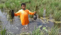 Terendam Rob, Ratusan Hektare Tanaman Padi di Pantura, Subang Rusak