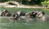 Populasi Gajah Seblat Terus Berkurang Akibat Perburuan