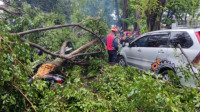 Hujan Angin, Pohon Tumbang di Kota Bogor Timpa Kendaraan