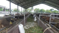 Cegah PMK, Dinas Perkebunan dan Peternakan Sulteng Terapkan 14 Hari Karantina Hewan Ternak
