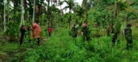 Polisi Ungkap 6,28 Hektare Ladang Ganja di Aceh