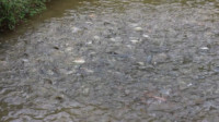 Masyarakat Meraup Rupiah Dengan Budidaya Ikan Nila