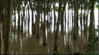 Puluhan Hektar Areal Perkebunan Karet Terendam Banjir