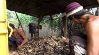 Petani Keluhkan Harga Singkong Anjlok di Bawah Rp1000 per Kilogram