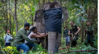 Demi Lestarikan Gajah Sumatra, BKSDA Sumsel Pasang GPS Collar